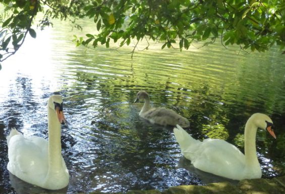 Swans on the lake at Kearsney Swans on the lake at Kearsney